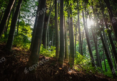 Preview: Bamboo Forest With Morning Sunlight. Magic Botanical Garden In Batumi, Georgia