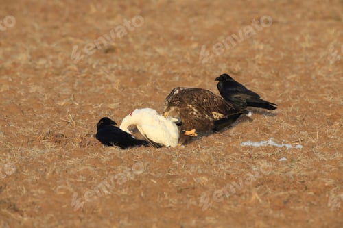 Preview: Young Bald Eagle Eats Snow Goose Bosque Del Apache National Wildlife Refuge New Mexico