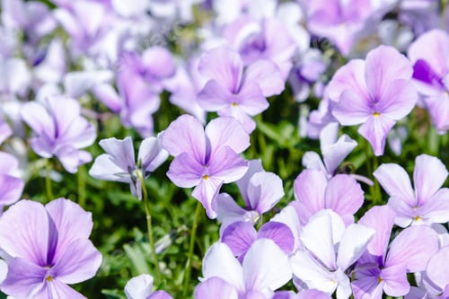 Preview: Blooming Blue Viola (Pansy) In The Garden, Delicate Blue Floral Background
