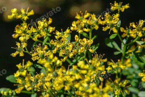 Preview: Yellow Flowers Of Ruta Graveolens (Common Rue Or Herb Of Grace) In Summer Garden. The Cultivation