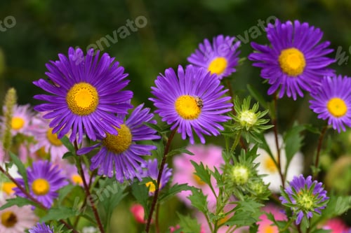 Preview: Vibrant Asters Blooming In The Garden