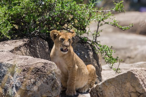 Preview: Vanishing Africa: African Lion Cub In The Maasai Mara National Park, Kenya