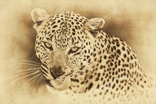 Preview: Vintage Style Image Of A Leopard In The Okavango Delta, Botswana