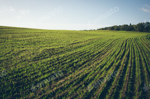 Preview: Beautiful Freshly Cultivated Green Crop Field In The Countryside. Vintage Photography Effect. Retro