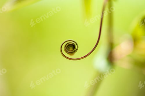 Preview: Passion Flower (Passiflora Incarnata) With Details