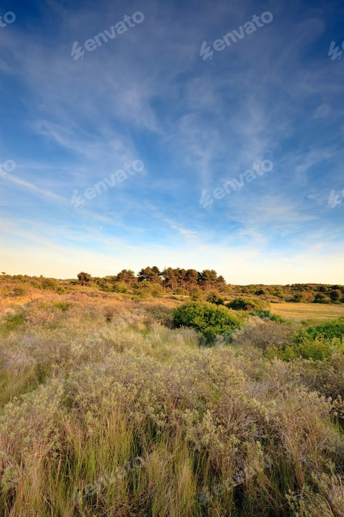 Preview: Dunes With Green Vegetation And Pine Trees At Sunset