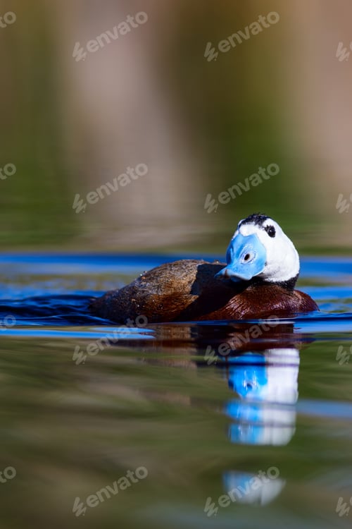 Preview: Duck Swimming In Lake. Cute Blue Billed Duck. Green Water Reflections. Green Nature Background