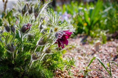Preview: Pulsatilla Vulgaris In Spring Garden