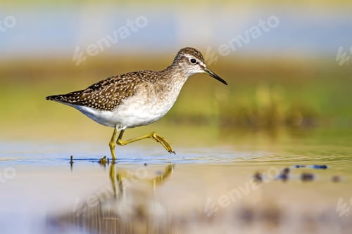 Preview: Water And Bird. Sandpiper. Colorful Nature Background. Bird: Wood Sandpiper. Tringa Glareola.