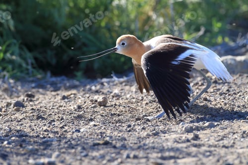 Preview: American Avocet Oregon Usa