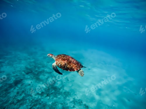 Preview: Underwater Views - Views Around The Caribbean Island Of Curacao
