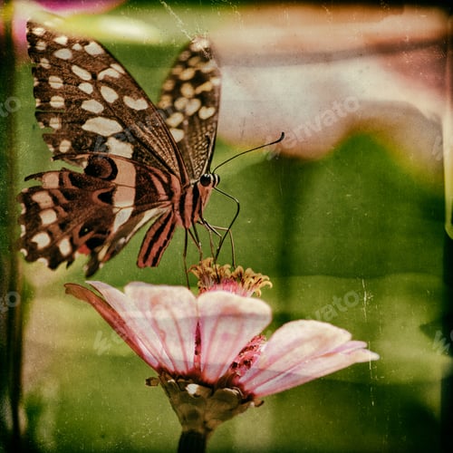 Preview: Vintage Style Image Of A Beautiful Butterfly Rests On A Flower In The Lake Manyara National Park