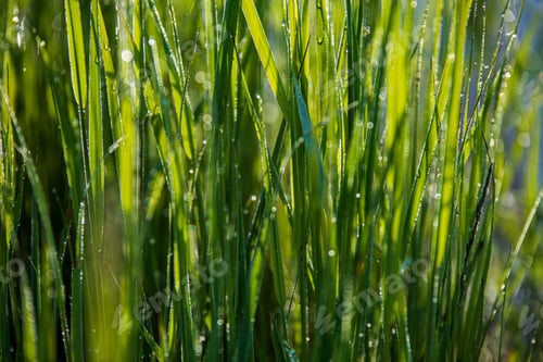 Preview: Green Grass Pattern With Blur Background. Summer Texture In Nature