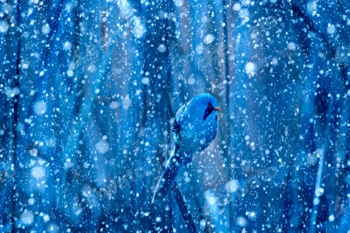 Preview: Winter Season And Animals. Falling Snow. Blue Nature Background. Bearded Reedling.