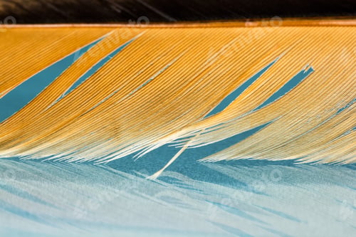 Preview: Colorful Hen Feather With Details And Reflexions