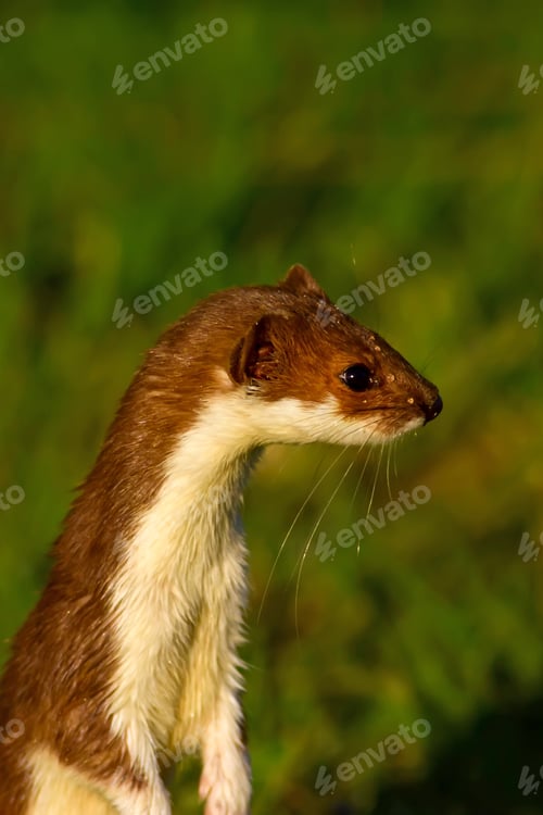 Preview: Weasel. Green Nature Background. Least Weasel. Mustela Nivalis.