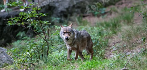 Preview: Gray (Or Grey) Wolves (Canis Lupus) In The Bayerischer Wald National Park In Bavaria, Germany.