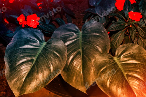 Preview: Exotic Monstera Flower. Bright And Colorful Leaves