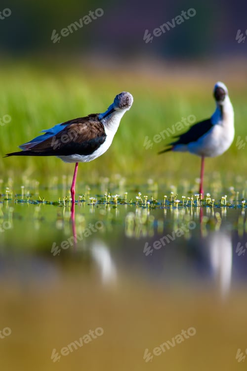 Preview: Cute Water Birds. Peaceful Nature Background. Brds: Black Winged Stilt.