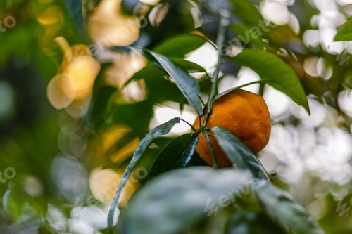 Preview: Plants And Fruits Of Citrus In A Greenhouse Or Winter Garden, Orangery, Hot House. Growing Citrus