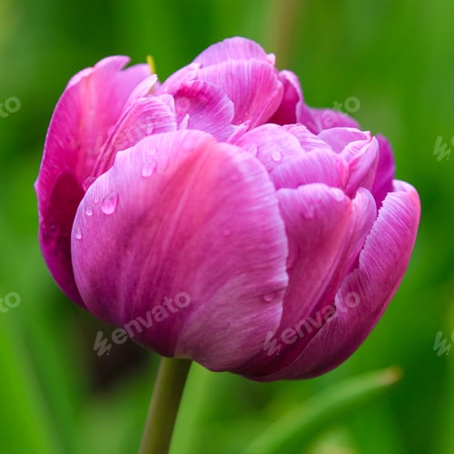 Preview: Purple Flower Of Tulip Sort Blue Daimond. Hybrids Of Tulips - A Beautiful Spring Bulbs. Growing