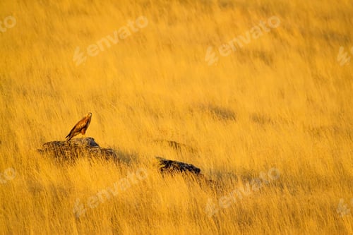 Preview: Hawk And Yellow Dry Grass Background. Nature Art Photography.