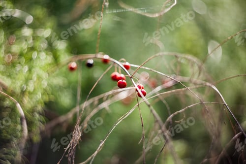 Preview: Dried Asparagus Plant With Seeds