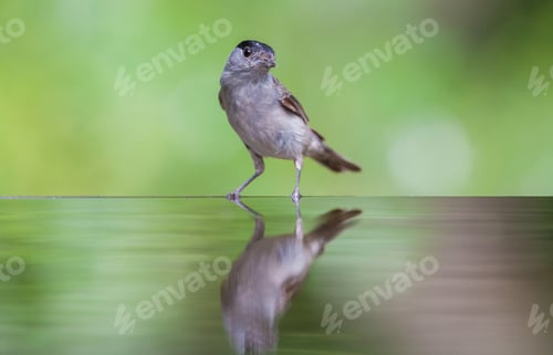 Preview: Small Bird At A Pond
