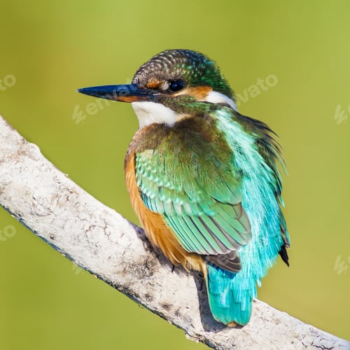Preview: Cute Little Colorful Bird. Kingfisher. Green Yellow Nature Background. Bird: Common Kingfisher