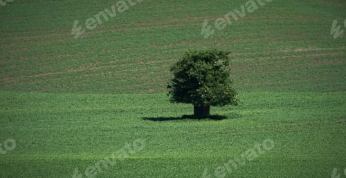 Preview: South Moravia Landscape And Farmland In The Spring With Rapeseed In The Fields.
