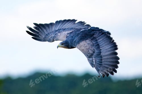 Preview: Flying Eagle