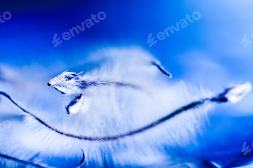 Preview: Abstract Composition With Dried Clematis Seeds And Light