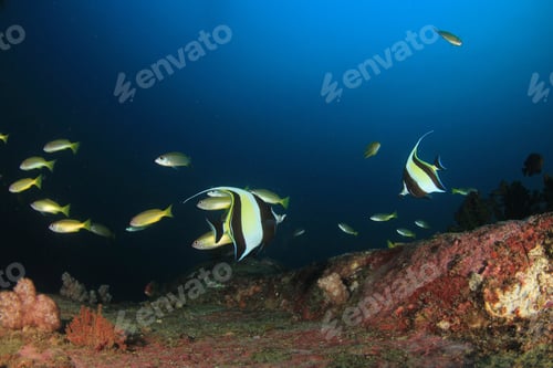Preview: Underwater Coral Reef And Fish