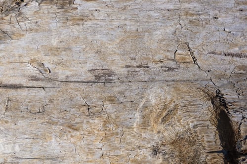 Preview: Texture Of Old Driftwood, Washed Up By The Sea
