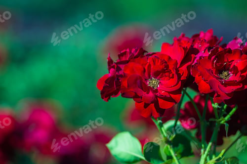 Preview: Red Rose Flower. Nature. Close Up, Selective Focus