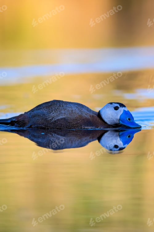 Preview: Duck Swimming In Lake. Cute Blue Billed Duck. Yellow Green Water Nature Background. Duck: White