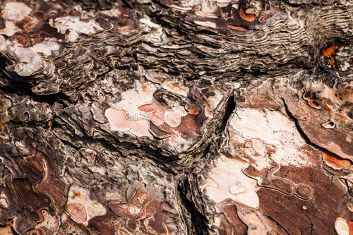 Preview: Old Tree With The Bark Of The Tree Partly Peeled. Texture And Background From Nature