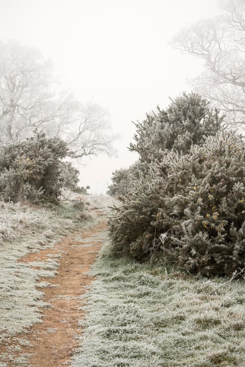 Preview: Frozen Dirt Path Trail Image