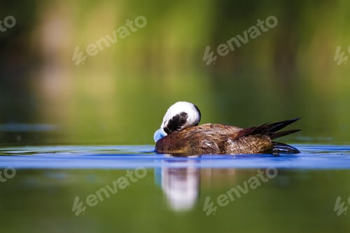 Preview: Swimming Cute Duck. Colorful Nature Background. Bird: White Headed Duck. Oxyura Leucocephala.