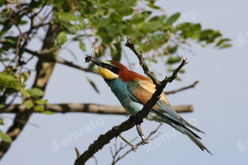 Preview: European Bee-Eater (Merops Apiaster) Germany (East)