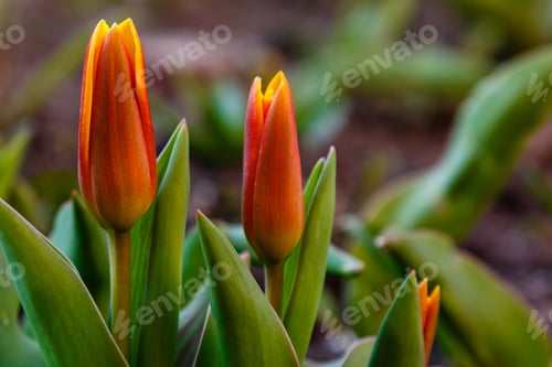 Preview: Red (Orange) Tulip In Early Spring Time. Growing Bulbs In The Garden.