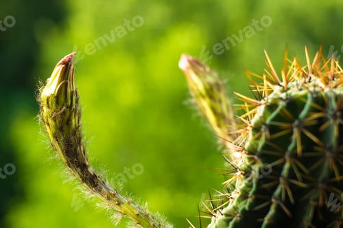 Preview: Cactus Echinopsis Tubiflora Selective Focus, Close Up