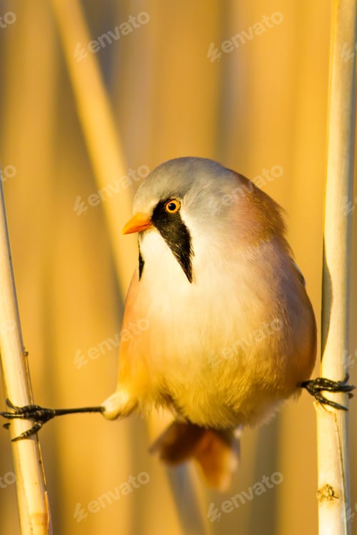 Preview: Bearded Funny Bird. Yellow Reeds Background.