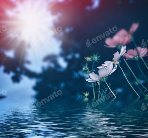 Preview: Colorful Cosmos Flowers On A Background Of Summer Landscape.
