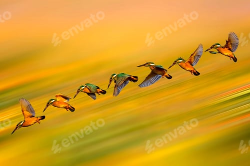 Preview: Flying Bird Kingfisher. Colorful Nature. Motion Blur Background.