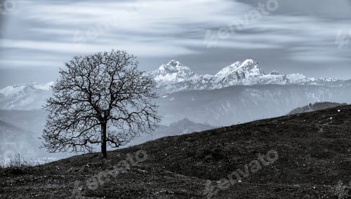 Preview: Tree And The Mountain