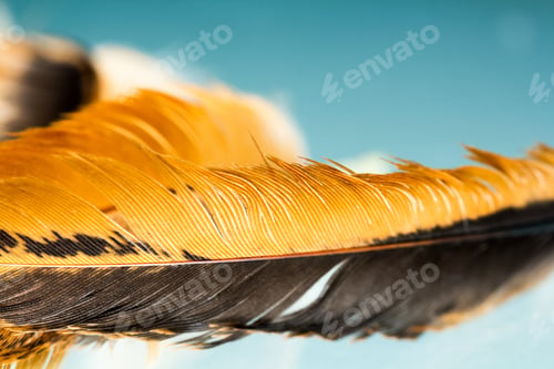 Preview: Colorful Hen Feather With Details And Reflexions