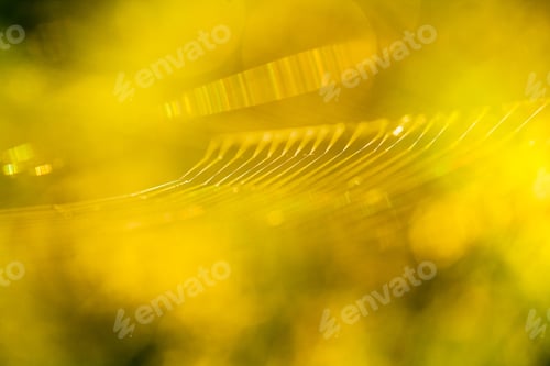 Preview: Abstract Composition With Spider Web Details And Natural Colors