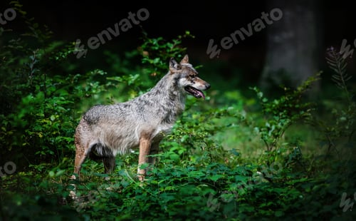 Preview: Wolves In The Bavarian Forest National Park, Bavaria, Germany