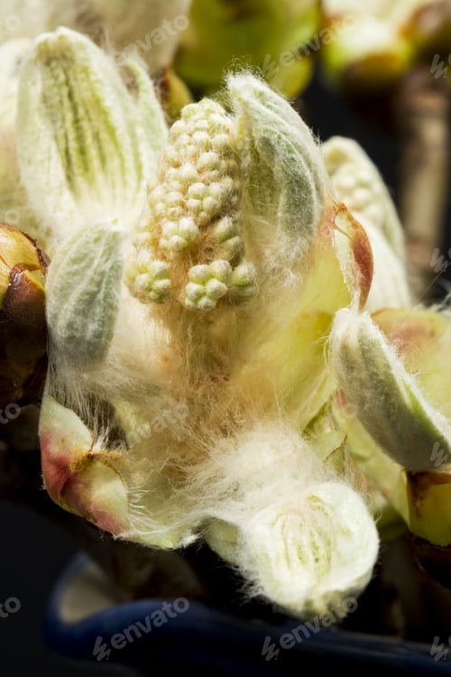 Preview: Chestnut Bud, Flower And Small Leaves With Fine Details Isolated On Black Background